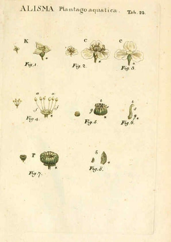 Reproducción/Reproduction 6059109475: Illustratio systematis sexualis Linnaeani Francofurti ad Moenum,Varrentrapp et Wenner,1789