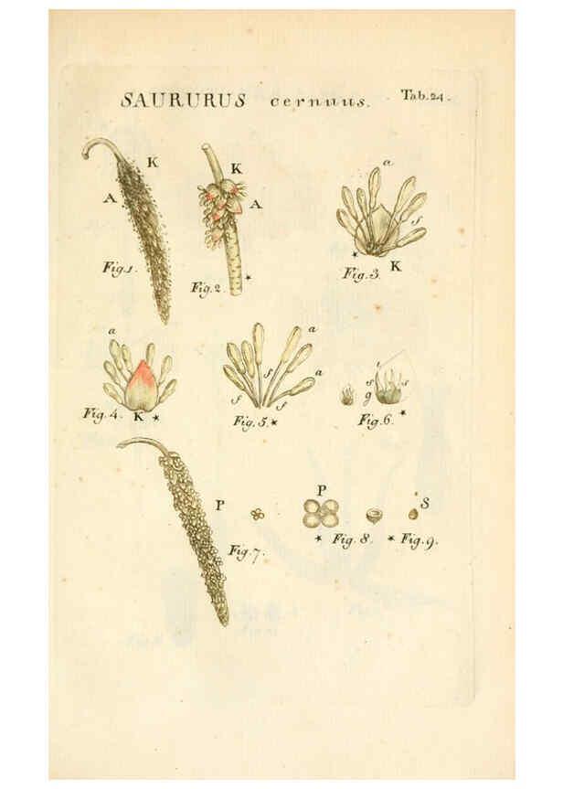 Reproducción/Reproduction 6059657088: Illustratio systematis sexualis Linnaeani Francofurti ad Moenum,Varrentrapp et Wenner,1789