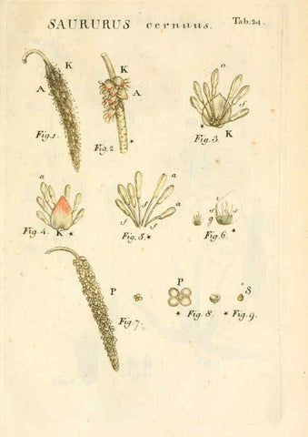 Reproducción/Reproduction 6059657088: Illustratio systematis sexualis Linnaeani Francofurti ad Moenum,Varrentrapp et Wenner,1789