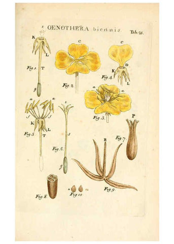 Reproducción/Reproduction 6059109847: Illustratio systematis sexualis Linnaeani Francofurti ad Moenum,Varrentrapp et Wenner,1789