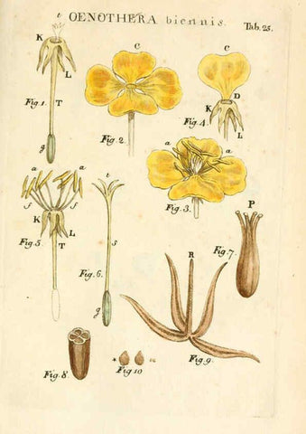Reproducción/Reproduction 6059109847: Illustratio systematis sexualis Linnaeani Francofurti ad Moenum,Varrentrapp et Wenner,1789