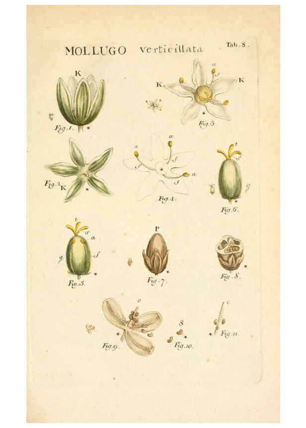 Reproducción/Reproduction 6059106317: Illustratio systematis sexualis Linnaeani Francofurti ad Moenum,Varrentrapp et Wenner,1789