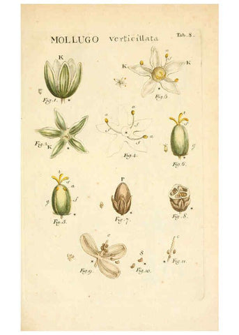 Reproducción/Reproduction 6059106317: Illustratio systematis sexualis Linnaeani Francofurti ad Moenum,Varrentrapp et Wenner,1789