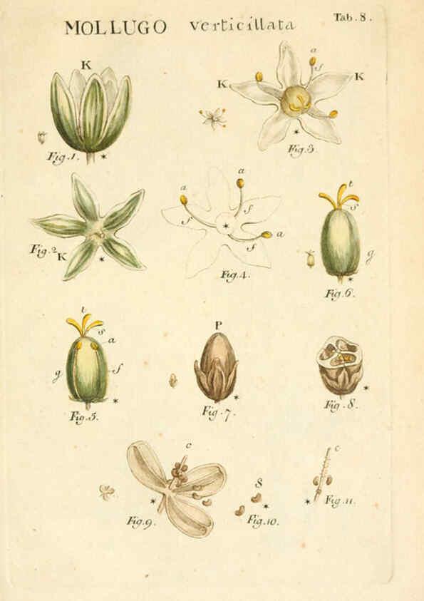 Reproducción/Reproduction 6059106317: Illustratio systematis sexualis Linnaeani Francofurti ad Moenum,Varrentrapp et Wenner,1789