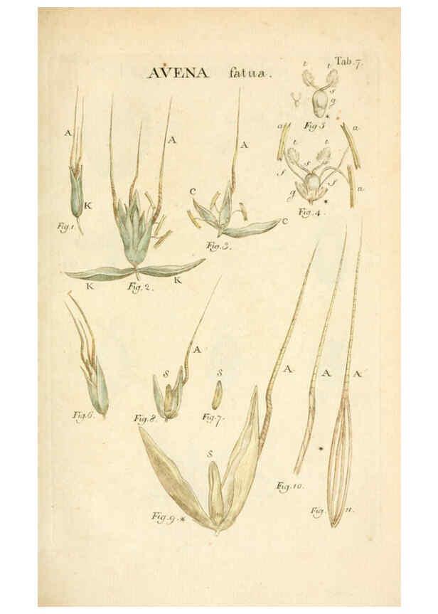 Reproducción/Reproduction 6059106069: Illustratio systematis sexualis Linnaeani Francofurti ad Moenum,Varrentrapp et Wenner,1789