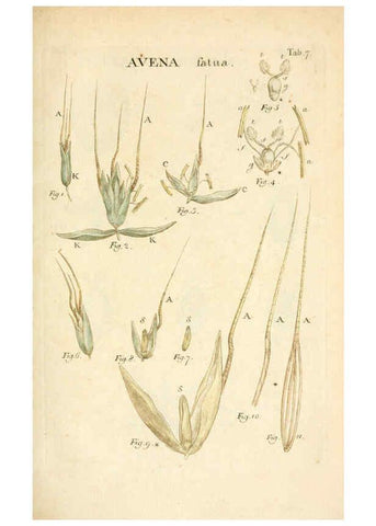 Reproducción/Reproduction 6059106069: Illustratio systematis sexualis Linnaeani Francofurti ad Moenum,Varrentrapp et Wenner,1789