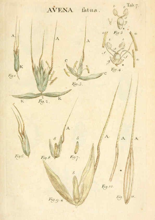 Reproducción/Reproduction 6059106069: Illustratio systematis sexualis Linnaeani Francofurti ad Moenum,Varrentrapp et Wenner,1789