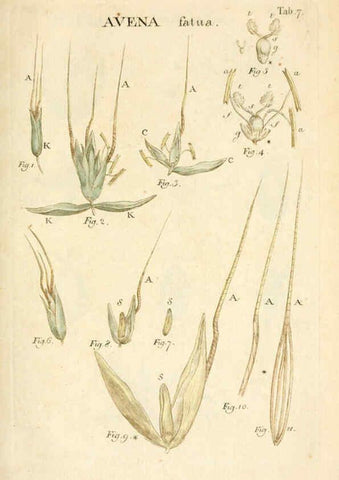 Reproducción/Reproduction 6059106069: Illustratio systematis sexualis Linnaeani Francofurti ad Moenum,Varrentrapp et Wenner,1789