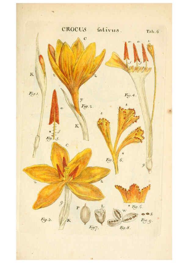 Reproducción/Reproduction 6059653446: Illustratio systematis sexualis Linnaeani Francofurti ad Moenum,Varrentrapp et Wenner,1789