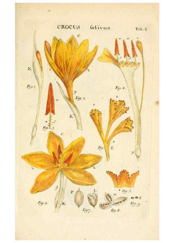 Reproducción/Reproduction 6059653446: Illustratio systematis sexualis Linnaeani Francofurti ad Moenum,Varrentrapp et Wenner,1789