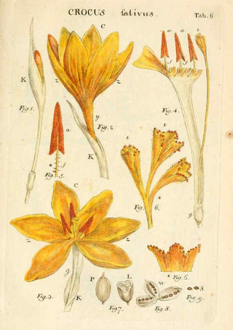 Reproducción/Reproduction 6059653446: Illustratio systematis sexualis Linnaeani Francofurti ad Moenum,Varrentrapp et Wenner,1789