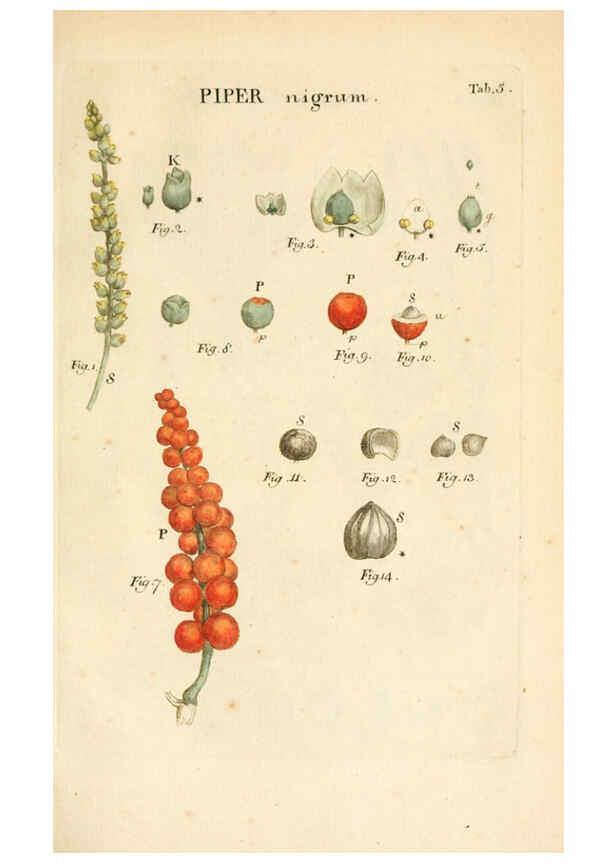Reproducción/Reproduction 6059105679: Illustratio systematis sexualis Linnaeani Francofurti ad Moenum,Varrentrapp et Wenner,1789