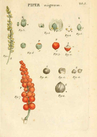 Reproducción/Reproduction 6059105679: Illustratio systematis sexualis Linnaeani Francofurti ad Moenum,Varrentrapp et Wenner,1789