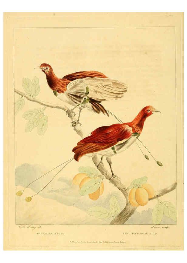 Reproducción/Reproduction 6059582498: Musei Leveriani explicatio, anglica et latina [London] :Impensis Jacobi Parkinson,1792-1796