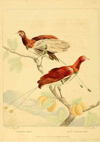 Reproducción/Reproduction 6059582498: Musei Leveriani explicatio, anglica et latina [London] :Impensis Jacobi Parkinson,1792-1796