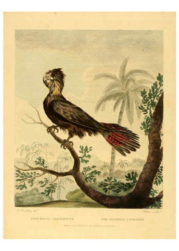 Reproducción/Reproduction 6059036337: Musei Leveriani explicatio, anglica et latina [London] :Impensis Jacobi Parkinson,1792-1796