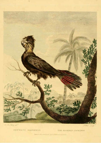 Reproducción/Reproduction 6059036337: Musei Leveriani explicatio, anglica et latina [London] :Impensis Jacobi Parkinson,1792-1796
