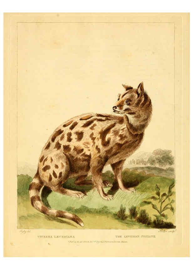Reproducción/Reproduction 6059584070: Musei Leveriani explicatio, anglica et latina [London] :Impensis Jacobi Parkinson,1792-1796