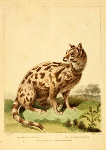 Reproducción/Reproduction 6059584070: Musei Leveriani explicatio, anglica et latina [London] :Impensis Jacobi Parkinson,1792-1796