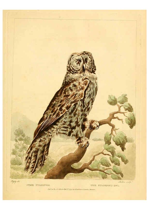 Reproducción/Reproduction 6059584256: Musei Leveriani explicatio, anglica et latina [London] :Impensis Jacobi Parkinson,1792-1796