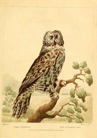 Reproducción/Reproduction 6059584256: Musei Leveriani explicatio, anglica et latina [London] :Impensis Jacobi Parkinson,1792-1796