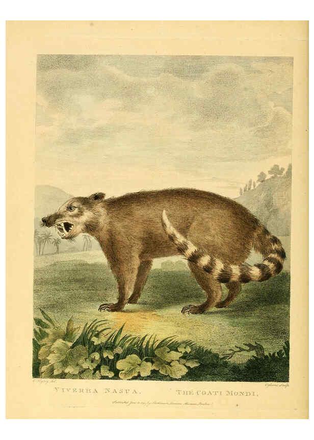 Reproducción/Reproduction 6059584500: Musei Leveriani explicatio, anglica et latina [London] :Impensis Jacobi Parkinson,1792-1796