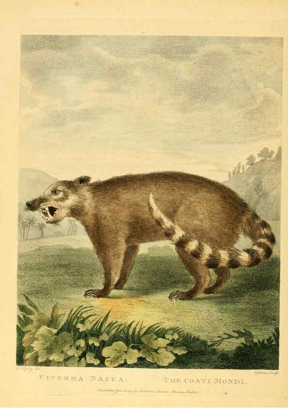 Reproducción/Reproduction 6059584500: Musei Leveriani explicatio, anglica et latina [London] :Impensis Jacobi Parkinson,1792-1796