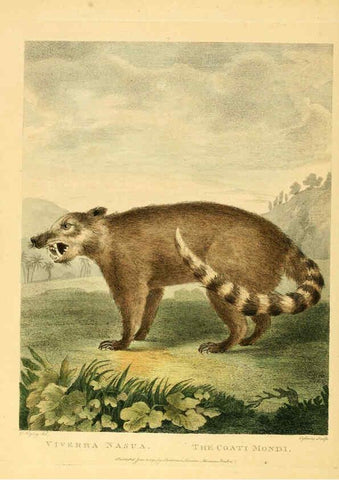 Reproducción/Reproduction 6059584500: Musei Leveriani explicatio, anglica et latina [London] :Impensis Jacobi Parkinson,1792-1796