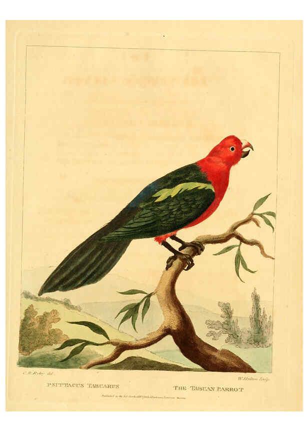 Reproducción/Reproduction 6059584738: Musei Leveriani explicatio, anglica et latina [London] :Impensis Jacobi Parkinson,1792-1796