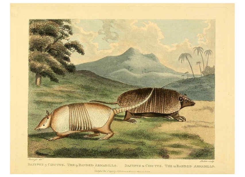 Reproducción/Reproduction 6059582008: Musei Leveriani explicatio, anglica et latina [London] :Impensis Jacobi Parkinson,1792-1796