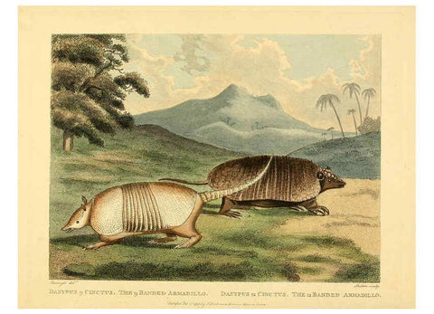 Reproducción/Reproduction 6059582008: Musei Leveriani explicatio, anglica et latina [London] :Impensis Jacobi Parkinson,1792-1796