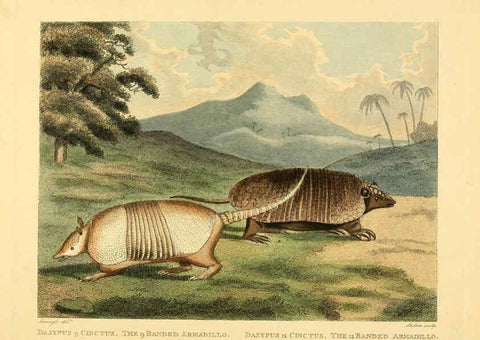 Reproducción/Reproduction 6059582008: Musei Leveriani explicatio, anglica et latina [London] :Impensis Jacobi Parkinson,1792-1796