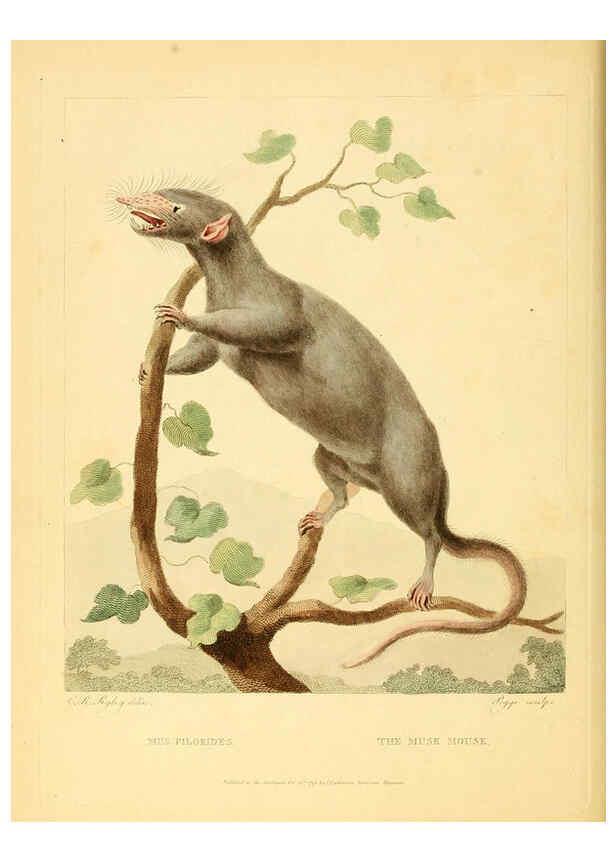 Reproducción/Reproduction 6059584932: Musei Leveriani explicatio, anglica et latina [London] :Impensis Jacobi Parkinson,1792-1796
