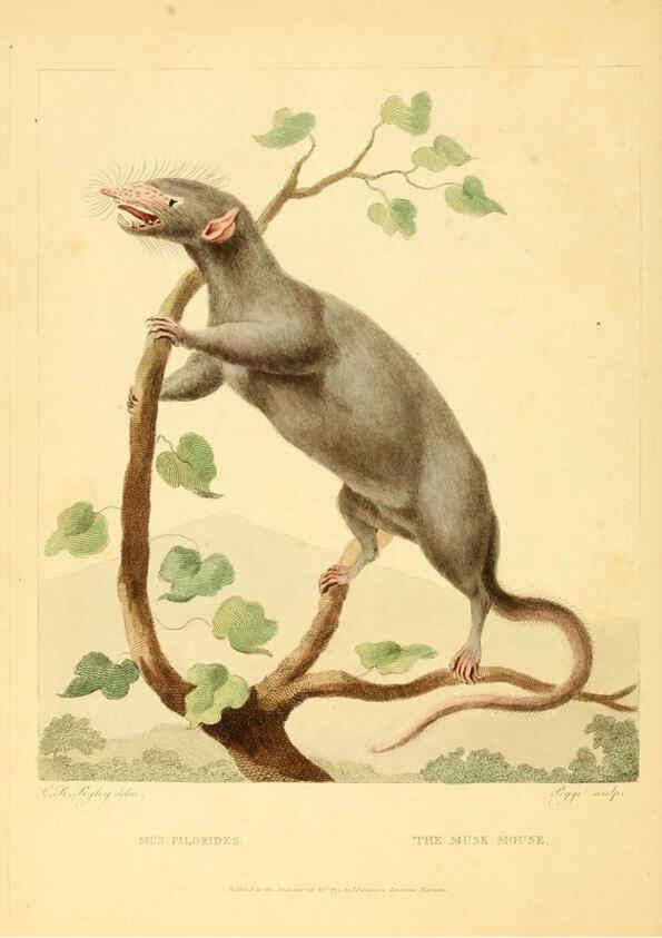 Reproducción/Reproduction 6059584932: Musei Leveriani explicatio, anglica et latina [London] :Impensis Jacobi Parkinson,1792-1796