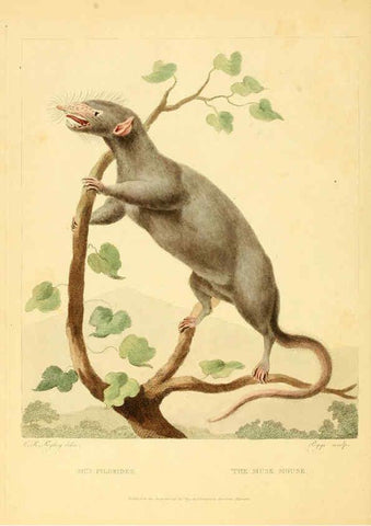 Reproducción/Reproduction 6059584932: Musei Leveriani explicatio, anglica et latina [London] :Impensis Jacobi Parkinson,1792-1796
