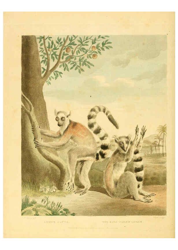 Reproducción/Reproduction 6059585438: Musei Leveriani explicatio, anglica et latina [London] :Impensis Jacobi Parkinson,1792-1796