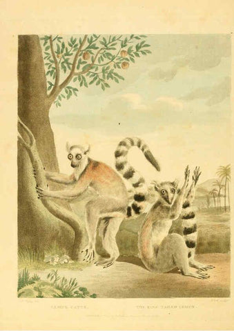 Reproducción/Reproduction 6059585438: Musei Leveriani explicatio, anglica et latina [London] :Impensis Jacobi Parkinson,1792-1796