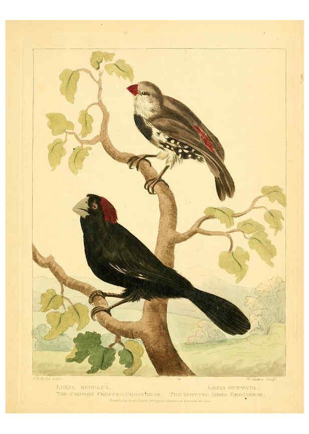 Reproducción/Reproduction 6059038277: Musei Leveriani explicatio, anglica et latina [London] :Impensis Jacobi Parkinson,1792-1796