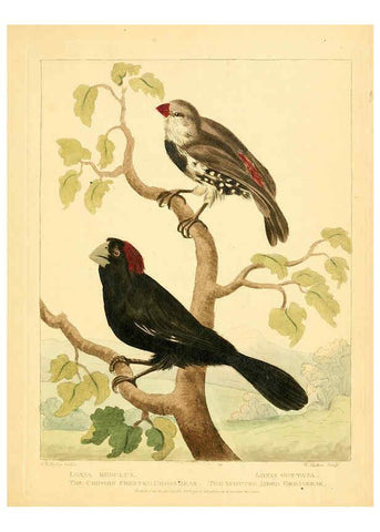 Reproducción/Reproduction 6059038277: Musei Leveriani explicatio, anglica et latina [London] :Impensis Jacobi Parkinson,1792-1796
