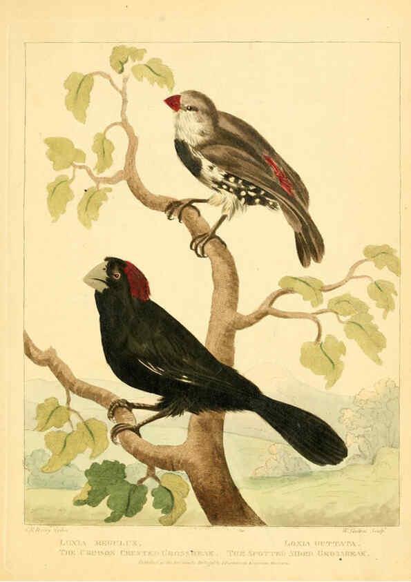 Reproducción/Reproduction 6059038277: Musei Leveriani explicatio, anglica et latina [London] :Impensis Jacobi Parkinson,1792-1796
