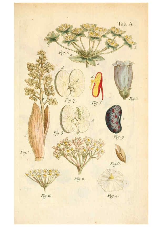 Reproducción/Reproduction 6059651992: Illustratio systematis sexualis Linnaeani Francofurti ad Moenum,Varrentrapp et Wenner,1789