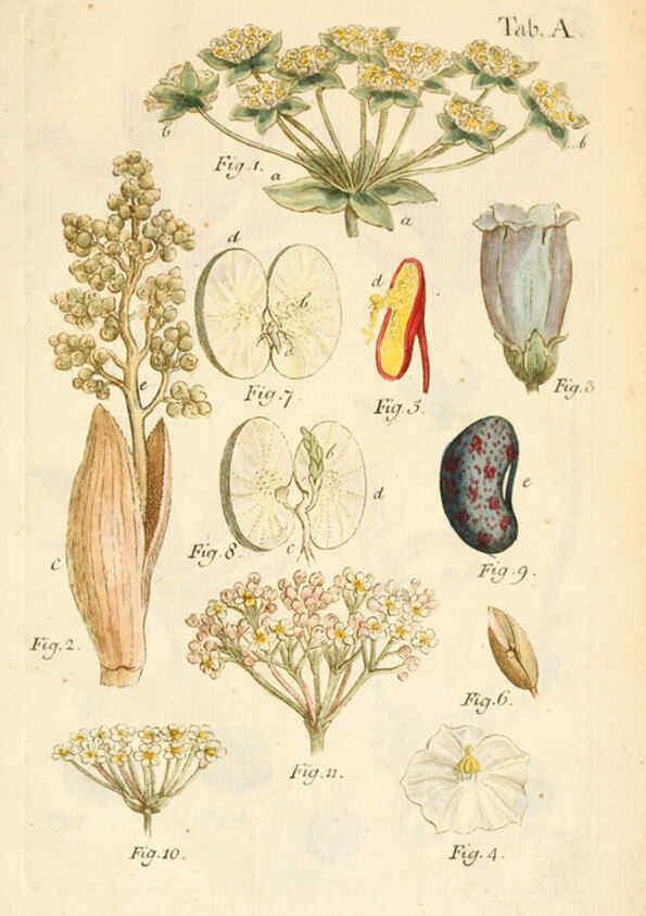 Reproducción/Reproduction 6059651992: Illustratio systematis sexualis Linnaeani Francofurti ad Moenum,Varrentrapp et Wenner,1789