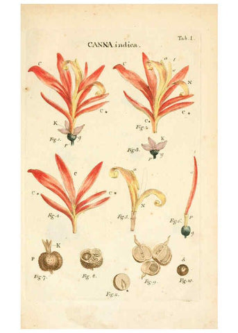 Reproducción/Reproduction 6059104747: Illustratio systematis sexualis Linnaeani Francofurti ad Moenum,Varrentrapp et Wenner,1789