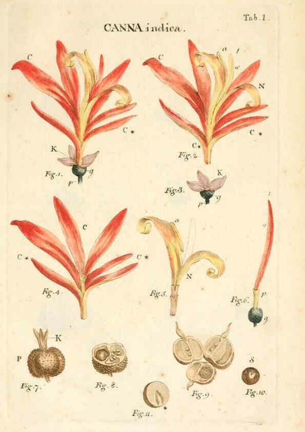 Reproducción/Reproduction 6059104747: Illustratio systematis sexualis Linnaeani Francofurti ad Moenum,Varrentrapp et Wenner,1789