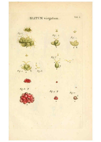 Reproducción/Reproduction 6059104953: Illustratio systematis sexualis Linnaeani Francofurti ad Moenum,Varrentrapp et Wenner,1789