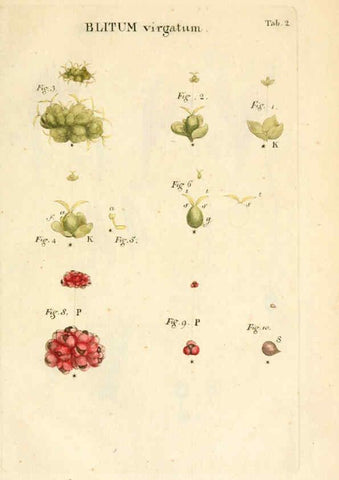 Reproducción/Reproduction 6059104953: Illustratio systematis sexualis Linnaeani Francofurti ad Moenum,Varrentrapp et Wenner,1789