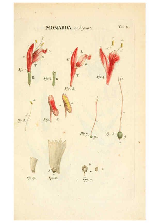 Reproducción/Reproduction 6059652744: Illustratio systematis sexualis Linnaeani Francofurti ad Moenum,Varrentrapp et Wenner,1789