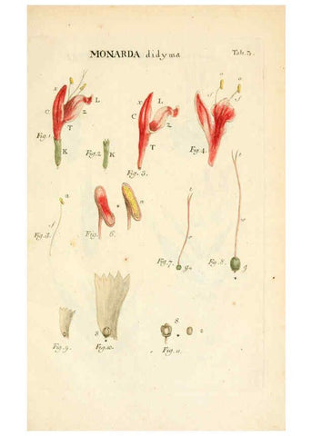 Reproducción/Reproduction 6059652744: Illustratio systematis sexualis Linnaeani Francofurti ad Moenum,Varrentrapp et Wenner,1789