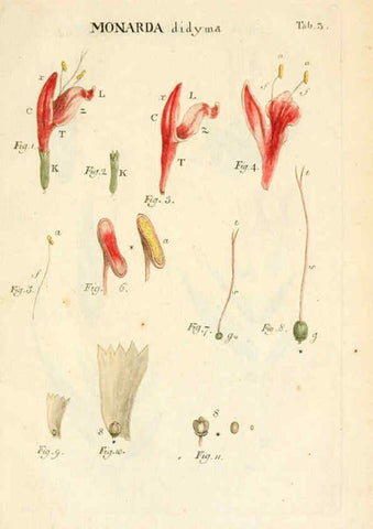 Reproducción/Reproduction 6059652744: Illustratio systematis sexualis Linnaeani Francofurti ad Moenum,Varrentrapp et Wenner,1789