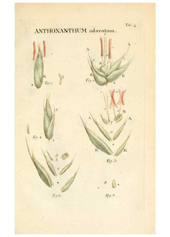Reproducción/Reproduction 6059653010: Illustratio systematis sexualis Linnaeani Francofurti ad Moenum,Varrentrapp et Wenner,1789